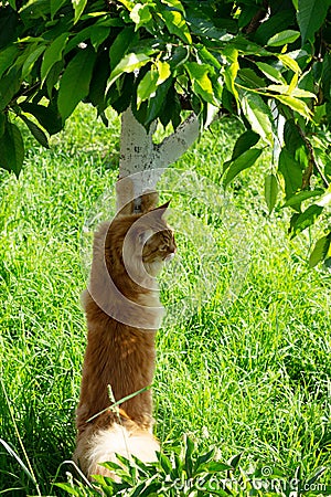 Red-haired Maine Coon cat with a fluffy tail sharpens its claws or scratches a tree in the garden Stock Photo