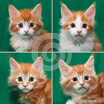 Red-haired Maine Coon kitten Stock Photo