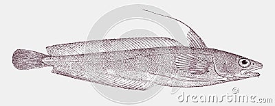 Red hake or squirrel hake in side view Vector Illustration