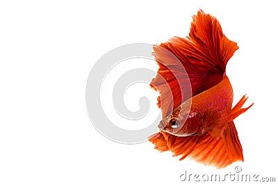Red Halfmoon Betta splendens or siamese fighting fish Stock Photo