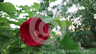 Red Hardy Hibiscus late Spring Stock Photo