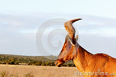 The Red Harte-beest Land - Alcelaphus buselaphus caama Stock Photo