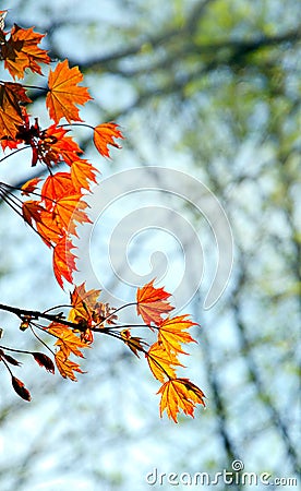 Red has just expanded leaves of maple, an unusual young spring foliage Stock Photo