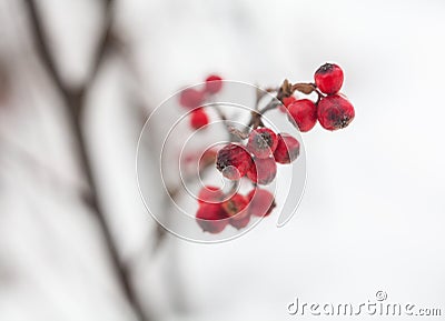 Red hawthorn berries in winter Stock Photo