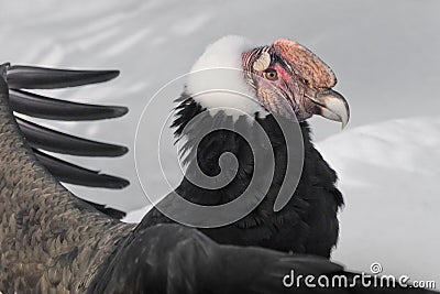 Red head of the Andean condor on a background of white snow and flight feathers Stock Photo