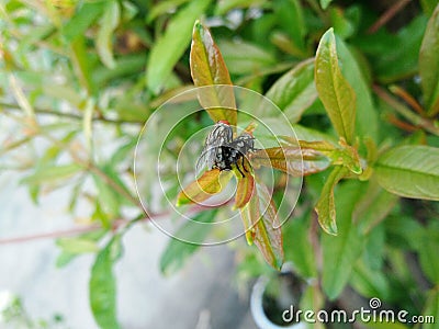 Red head flies Bromophila caffra are breeding on young leaves pomegranate Stock Photo