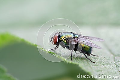 Red head fly Stock Photo