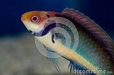 Red Head Solon Fairy Wrasse Male Close Up Stock Photo