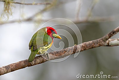 red-headed barbet (Eubucco bourcierii) male Stock Photo