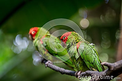 Red headed conure on a branch Stock Photo