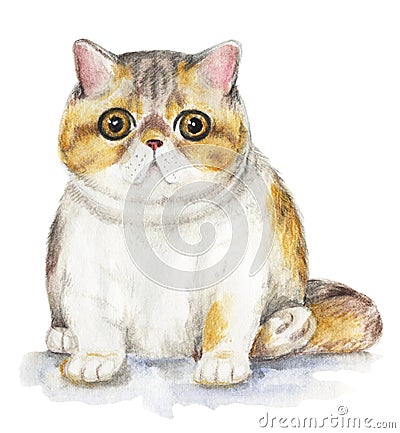 Red-headed fat Exotic cat Cartoon Illustration