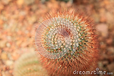 Red headed irishman cactus Stock Photo