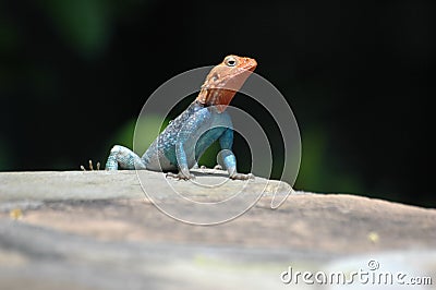 Red headed lizard Stock Photo