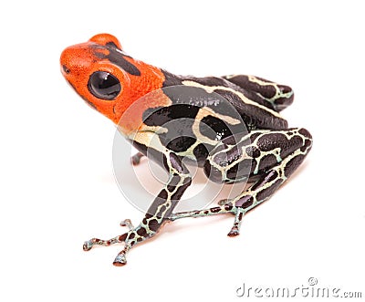 Red headed poison dart or arrow frog Ranitomeya fantastica Caynarichi Stock Photo