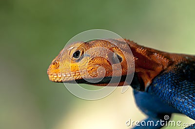 Red-Headed Rock Agama Close Up Stock Photo