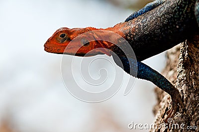 Red-Headed Rock Agame Display Stock Photo