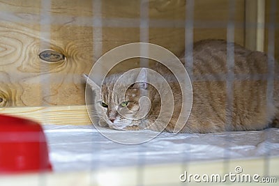 Red-headed sad homeless alone cat, lying in cage in a shelter waiting for a home, for someone to adopt him Stock Photo