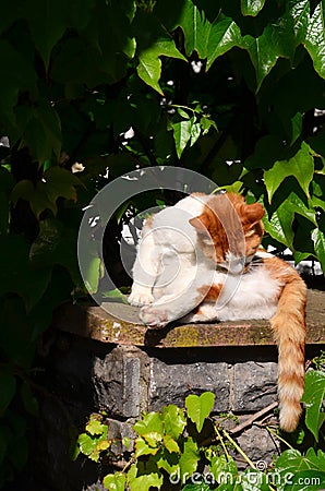 The Red-headed street istanbul cat is warming up to the sun. Stock Photo