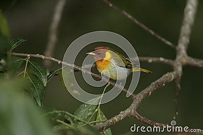 Red-headed tanager, Piranga erythrocephala Stock Photo