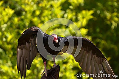 Red-headed Vulture Stock Photo