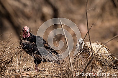 Red headed vulture or sarcogyps calvus or pondicherry vulture close up with expression at Ranthambore Stock Photo