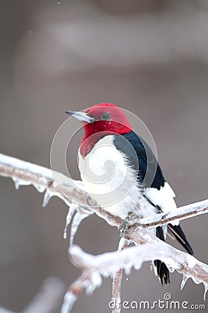 Red-headed woodpecker on icy branch Stock Photo