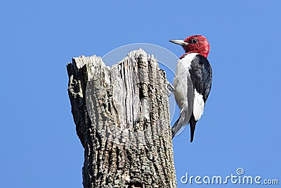 Red-headed Woodpecker (Melanerpes erythrocephalus) Stock Photo