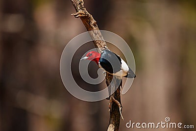 Red headed Woodpecker Weymouth Woods Sandhills Preserve NC Stock Photo