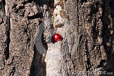 Red heart in a dry tree Stock Photo