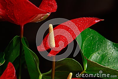 The red heart-shaped anthurium flower is the flamingo flower, Anthurium andreanum, a symbol of male happiness and well Stock Photo