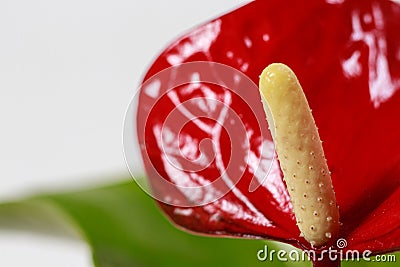 The red heart-shaped anthurium flower is the flamingo flower, Anthurium andreanum, a symbol of male happiness and well Stock Photo