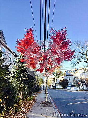 Red heart tree fall Stock Photo