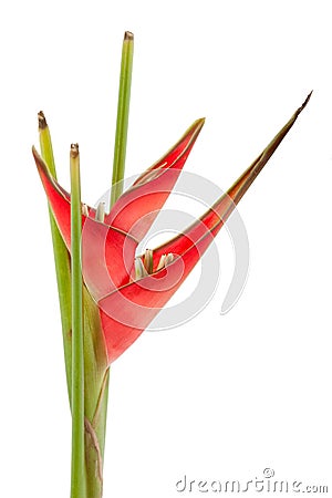 Red heliconia flower Stock Photo