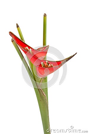 Red heliconia flower Stock Photo
