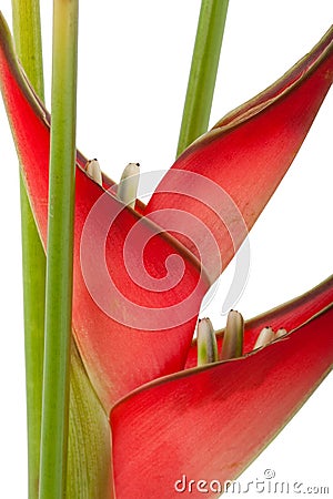 Red heliconia flower Stock Photo