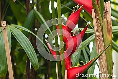 Red heliconia flowers Stock Photo