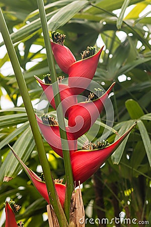 Red heliconia flowers Stock Photo