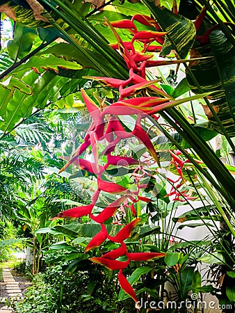 Red heliconia Stock Photo