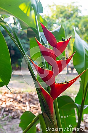 Red Heliconia wagneriana flower. Stock Photo