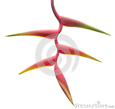 Red Heliconia Stock Photo