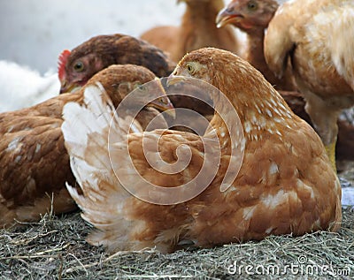 Red hens, chickens on a farm Stock Photo