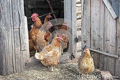 Red and hens stand at the barn, brush their feathers Stock Photo