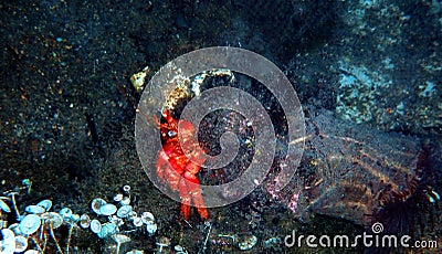 Red hermit anemone caring crab Dardanus Arrosor Stock Photo