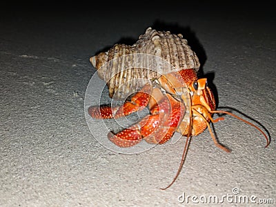 Red hermit crab in a shell on a beach in Maldives nature vegetation Stock Photo