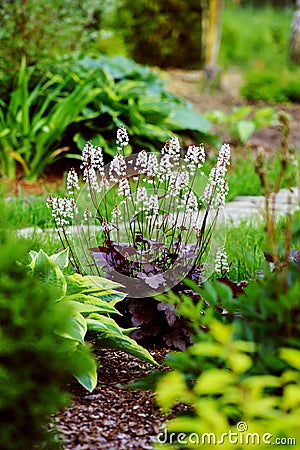 Red heuchera `Chocolate ruffles` planted in combination with hostas Stock Photo