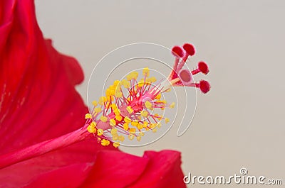 Red Hibiscus Closeup of Pistil and Stamen Stock Photo