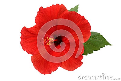 A red hibiscus flower Stock Photo