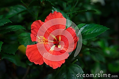 Red Hibiscus flower in garden Stock Photo