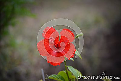 Red hibiscus flower on a green background. Stock Photo