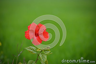 Red hibiscus flower on a green background. Stock Photo